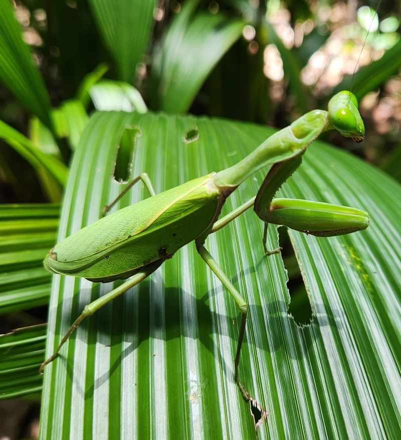 Mating Season Brings More Adults Into The Open Mating Season Brings More Adults Into The Open