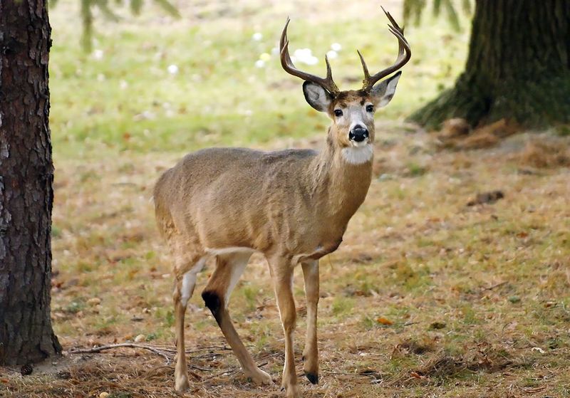Mating Season Is Getting Closer Mating Season Is Getting Closer