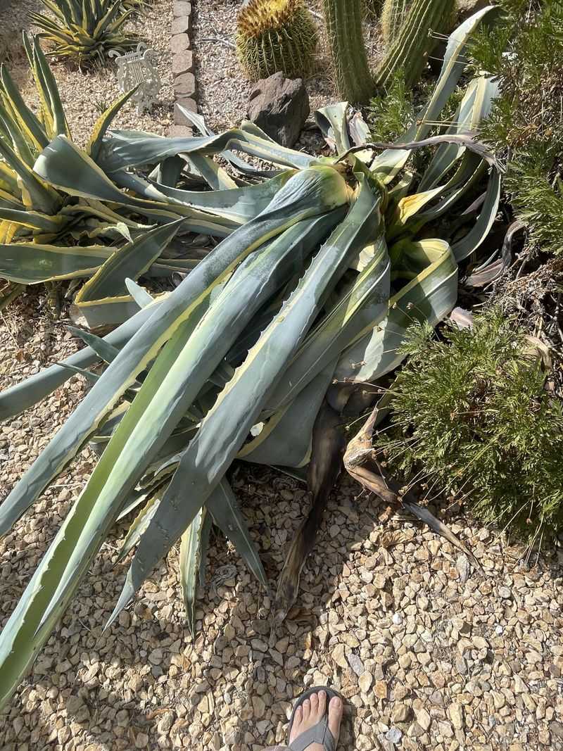 Mature Agaves Nearing Bloom Are Targeted First