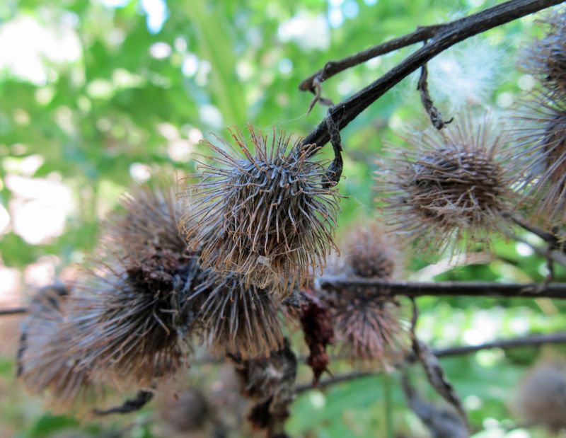 Mature Burrs Carry Seeds Far Beyond The Original Plant Mature Burrs Carry Seeds Far Beyond The Original Plant