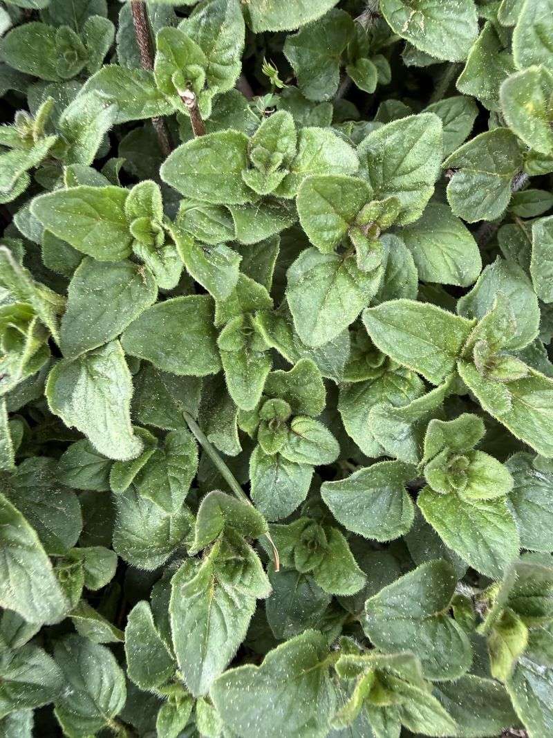 Mature Clumps Can Become More Plants For Free
