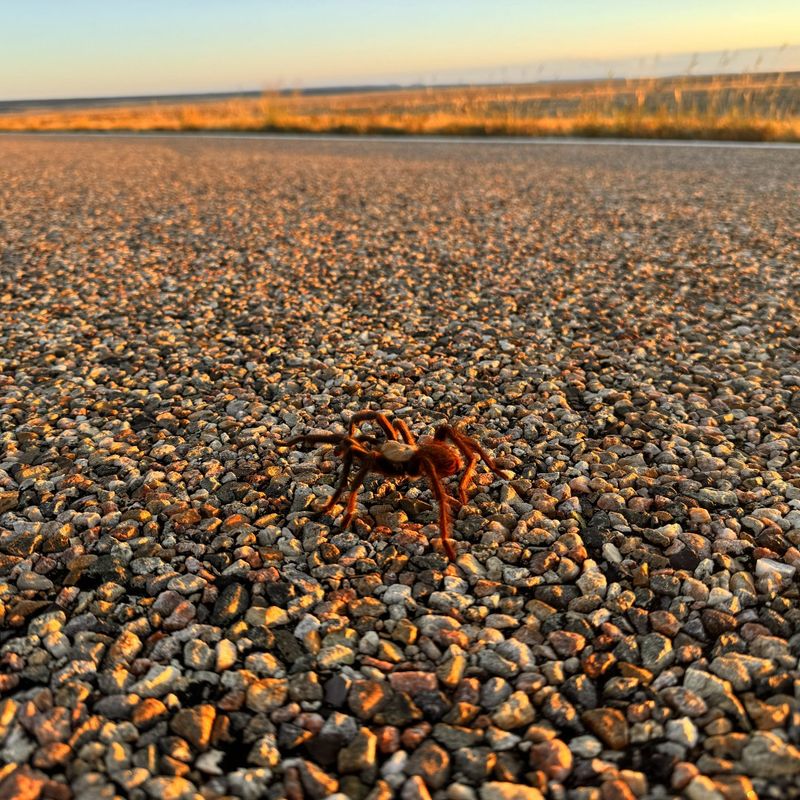Mature Males Are The Tarantulas Most Often On The Move Mature Males Are The Tarantulas Most Often On The Move