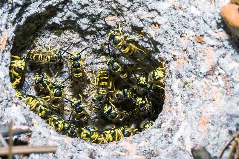 Mature Nests Can Make Accidental Disturbance More Serious