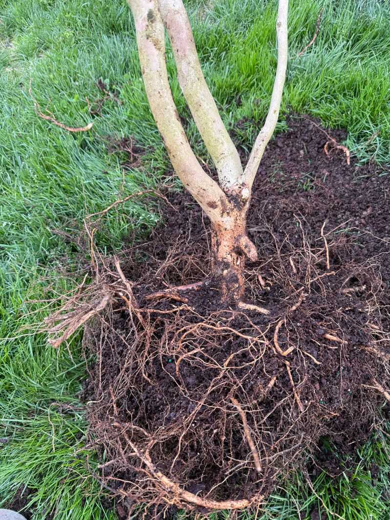 Mature Roots Can Reach Beyond The Canopy Mature Roots Can Reach Beyond The Canopy