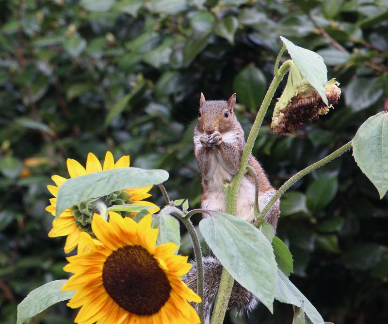 Mature Seed Heads Give Squirrels An Easy Food Source