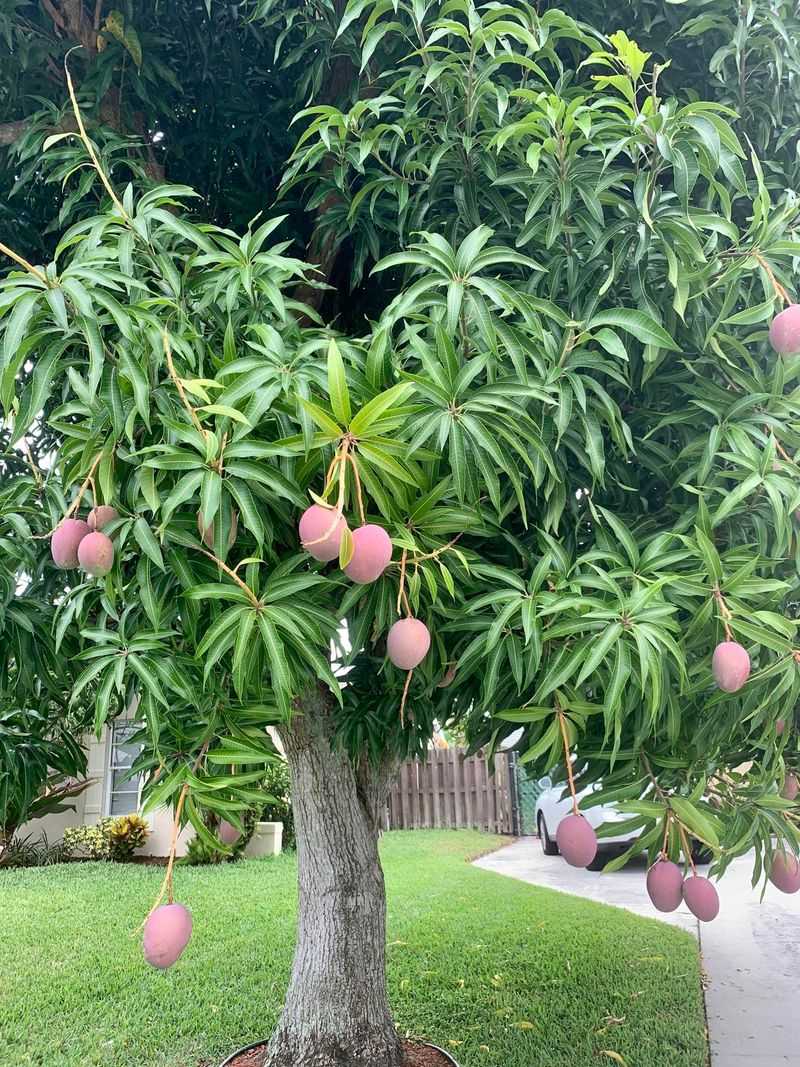 Mature Trees Handle Dry Spells Better Than Soggy Ground Mature Trees Handle Dry Spells Better Than Soggy Ground