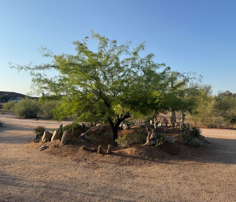 Mature Trees Need Water Beyond The Trunk