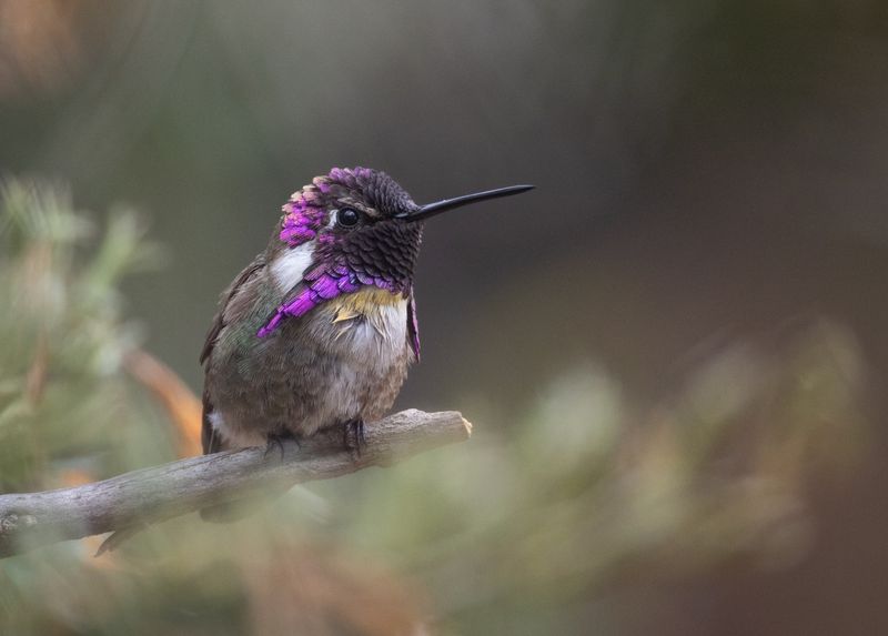 Mature Trees Provide Safe Nesting Sites Mature Trees Provide Safe Nesting Sites