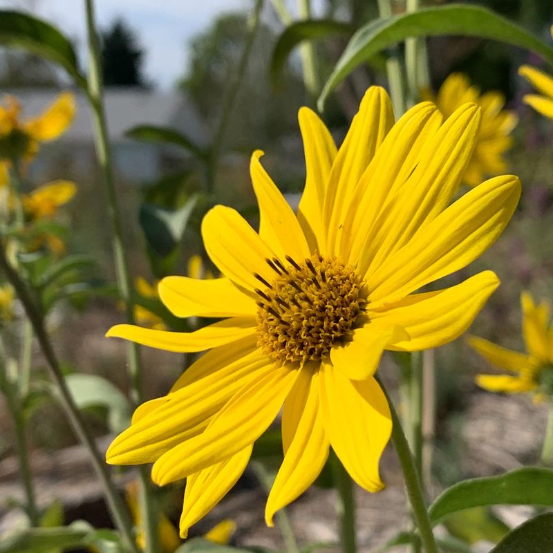 Maximilian Sunflower