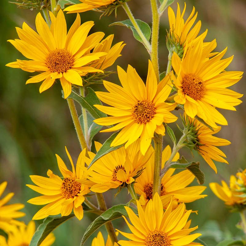 Maximilian Sunflower Maximilian Sunflower