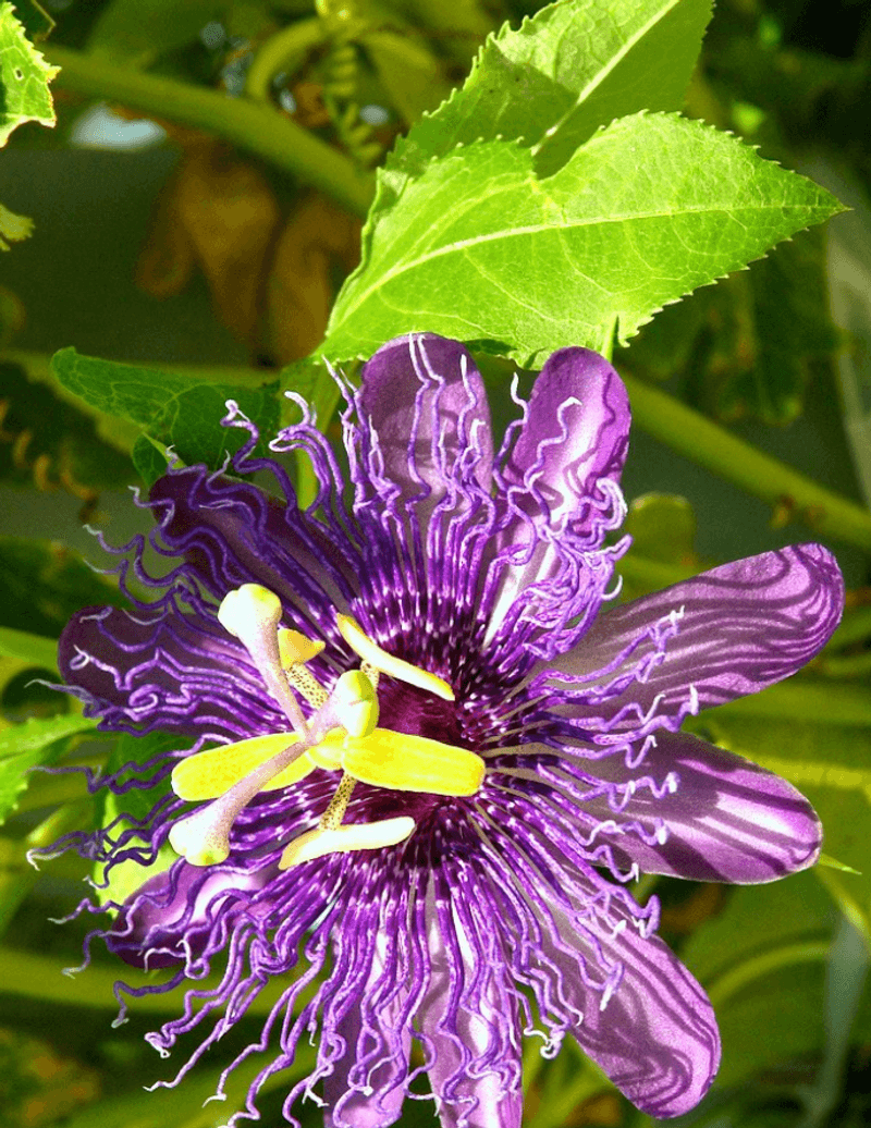 Maypop Packs Purple Drama Into A Smaller Climbing Space Maypop Packs Purple Drama Into A Smaller Climbing Space