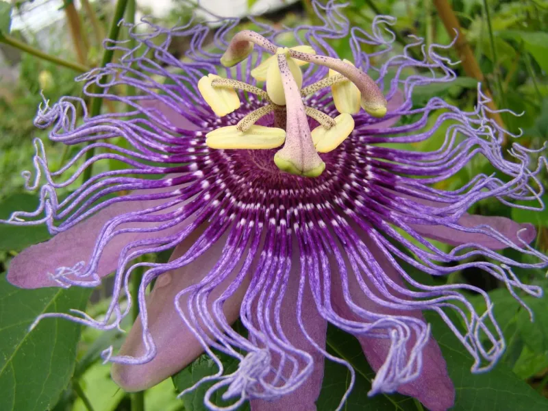 Maypop Passionflower Delivers A Bold Summer Display Maypop Passionflower Delivers A Bold Summer Display