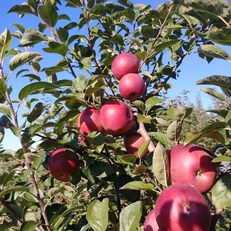 McClure's Orchard & Winery, Peru