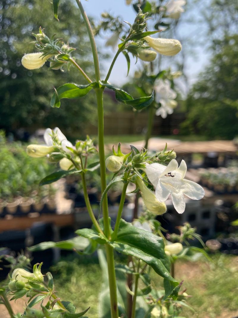 Meadow City Native Plant Nursery In Cleveland Meadow City Native Plant Nursery In Cleveland