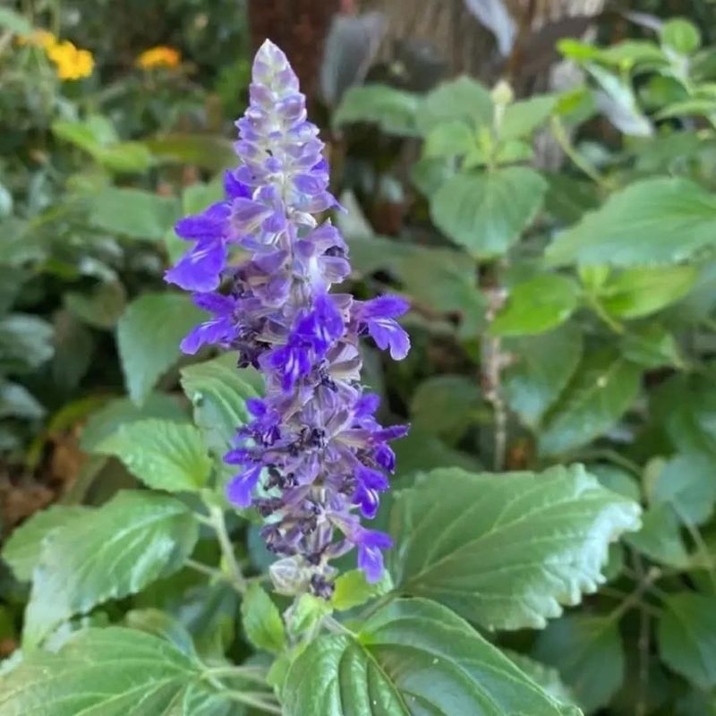 Mealy Blue Sage Mealy Blue Sage