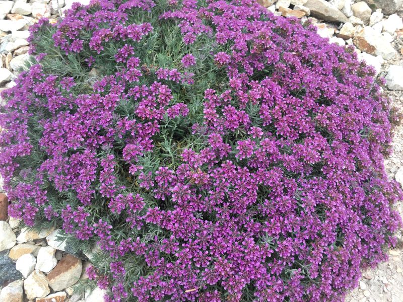 Mediterranean Carpet Germander Stays Compact