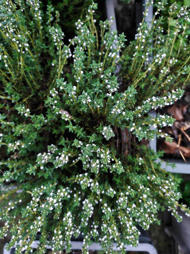 Mediterranean Herbs Need Sharp Drainage