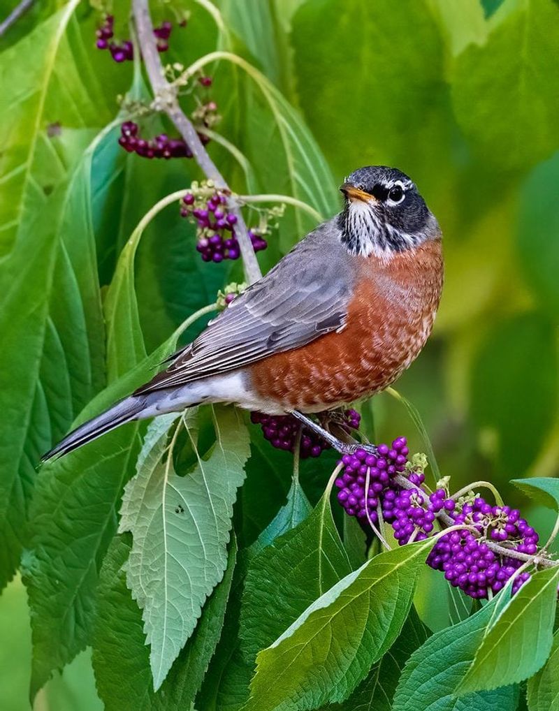 Meet American Beautyberry And Its Bird Feeding Fruit Meet American Beautyberry And Its Bird Feeding Fruit