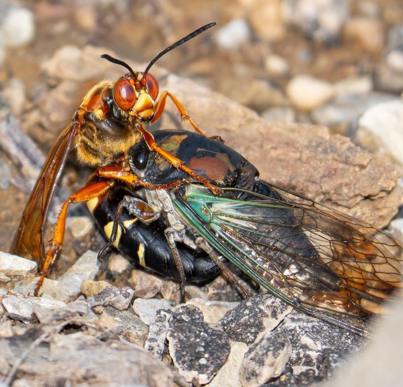 Meet California’s Giant Pacific Cicada Hawk Meet California’s Giant Pacific Cicada Hawk