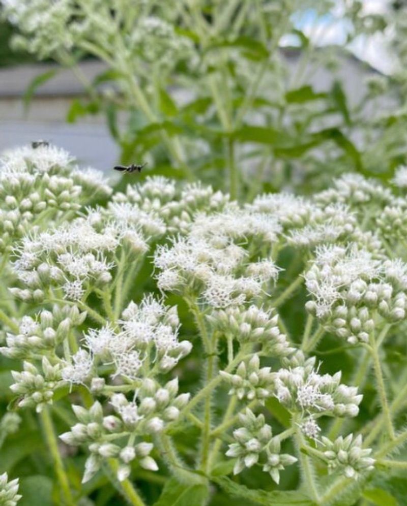 Meet Common Boneset