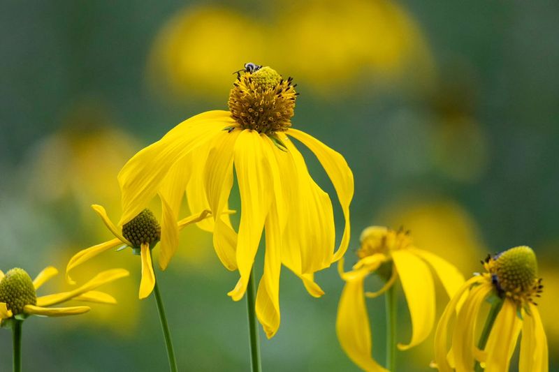 Meet Cutleaf Coneflower Meet Cutleaf Coneflower