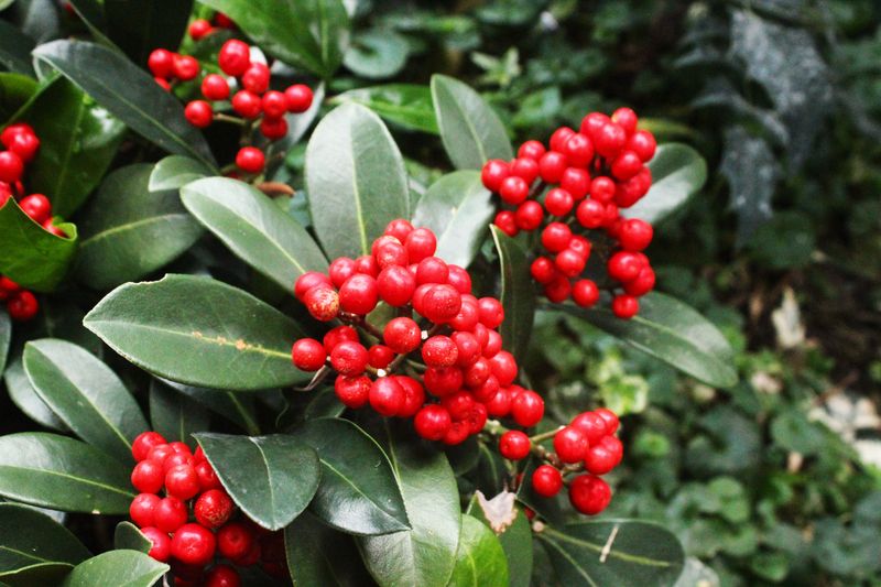 Meet Inkberry Holly, The Native Alternative Meet Inkberry Holly, The Native Alternative