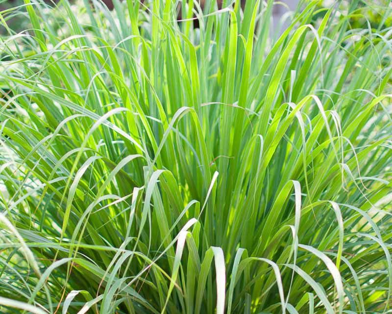 Meet Lemongrass And Its Sharp Citrus Scent Meet Lemongrass And Its Sharp Citrus Scent