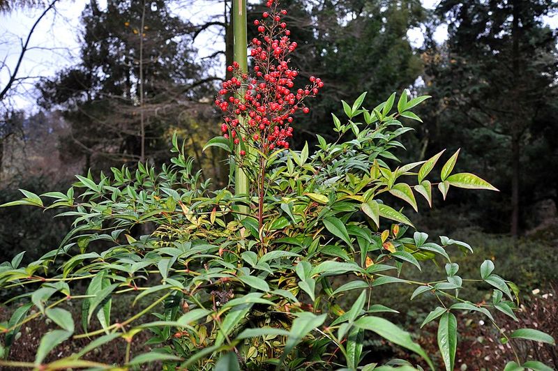 Meet Nandina, The Shrub Hiding In Plain Sight Meet Nandina, The Shrub Hiding In Plain Sight