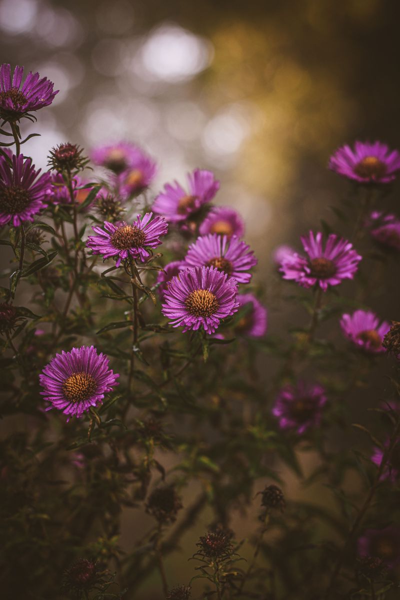 Meet New England Aster, Vermont's Fall Color Champion