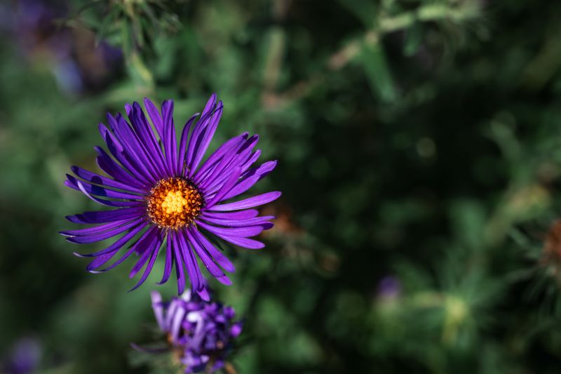 Meet New England Aster, Wisconsin's Native Showstopper Meet New England Aster, Wisconsin's Native Showstopper