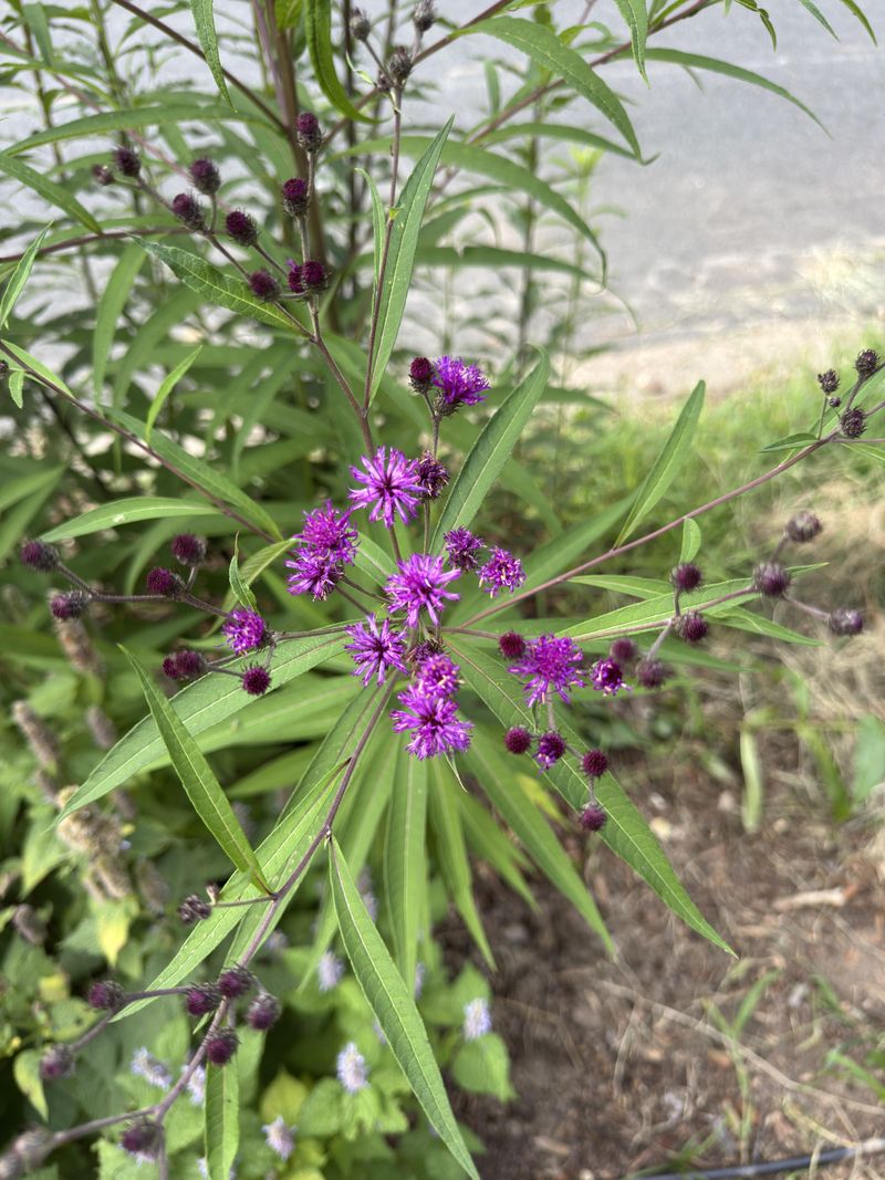 Meet New York Ironweed Meet New York Ironweed