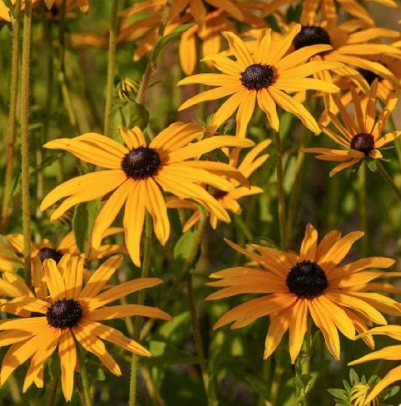 Meet Orange Coneflower, a Reliable Food-Plant Candidate Meet Orange Coneflower, a Reliable Food-Plant Candidate