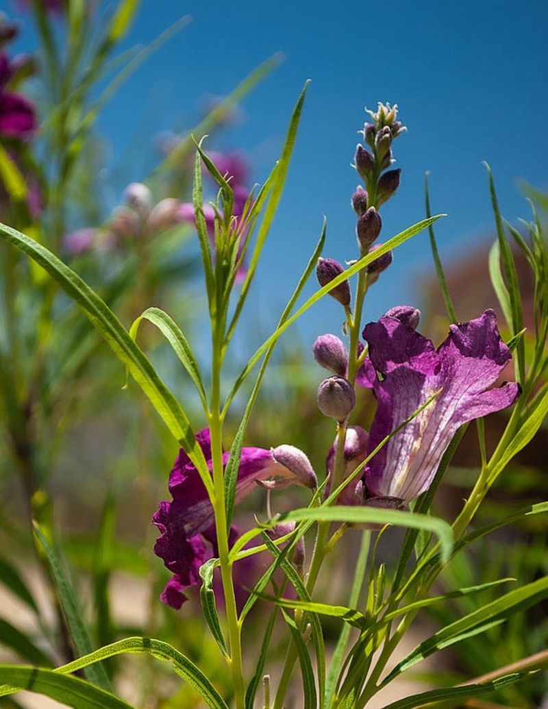 Meet Purple Desert Willow Meet Purple Desert Willow