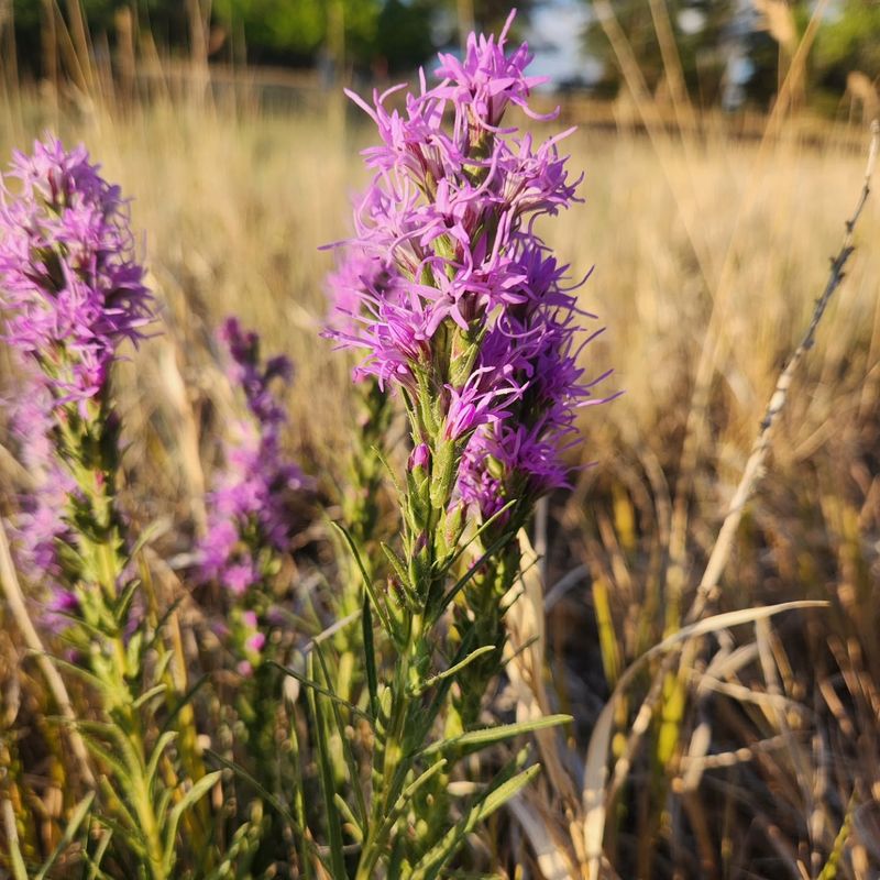 Meet Sandhills Blazing Star