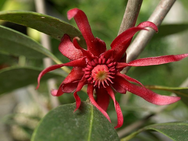 Meet The Florida Anise, Native Shrub Hiding In Plain Sight Meet The Florida Anise, Native Shrub Hiding In Plain Sight