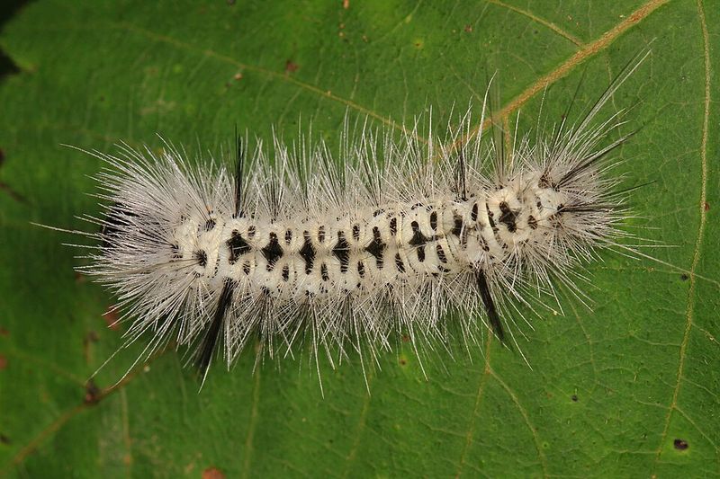 Meet The Hickory Tussock Moth Caterpillar Meet The Hickory Tussock Moth Caterpillar