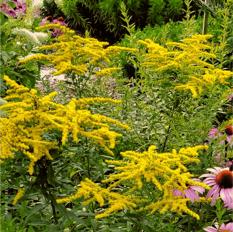 Meet The Native Plant Bringing Fall Color To Ohio Gardens