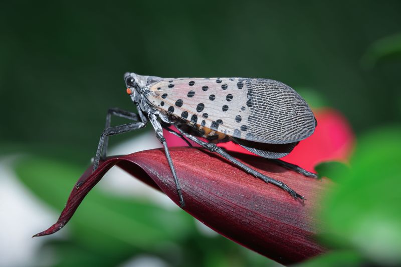 Meet The Spotted Lanternfly