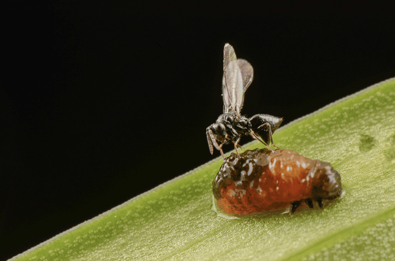 Meet The Tiny Parasitoids Behind Biocontrol Meet The Tiny Parasitoids Behind Biocontrol