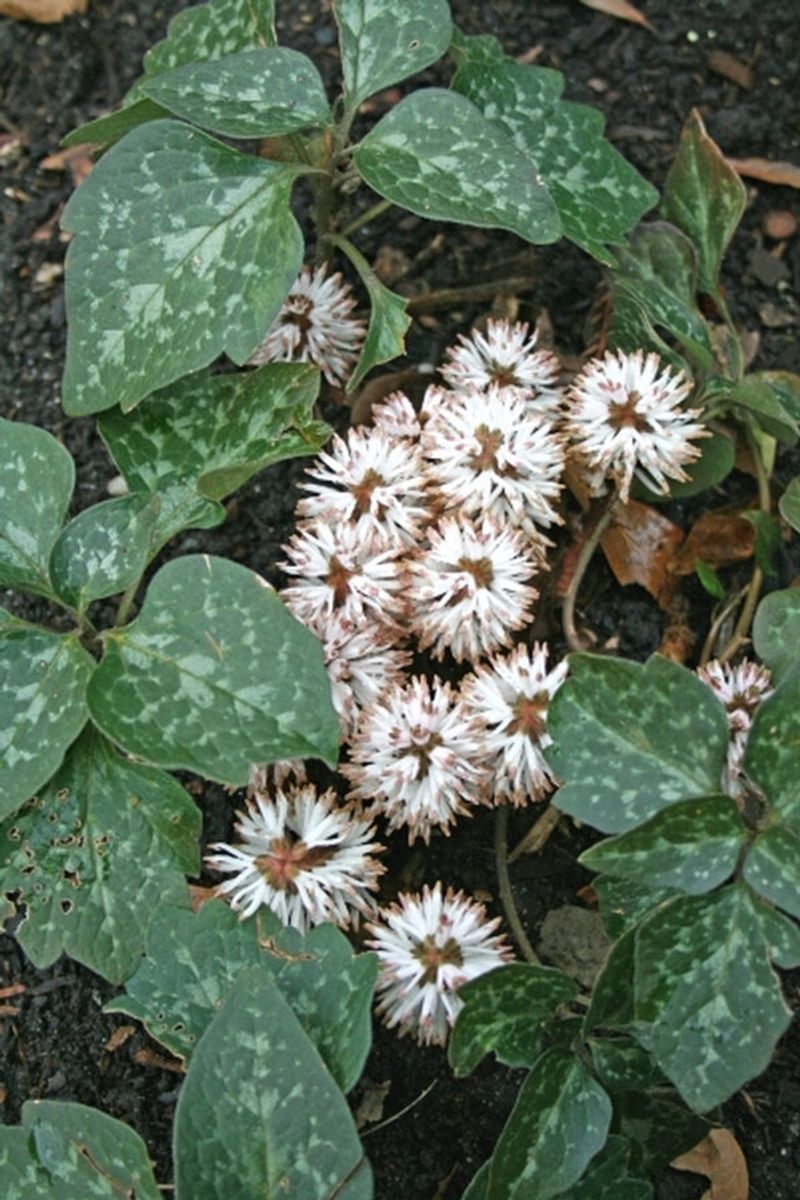 Meet the Native Groundcover Worth Trying Meet the Native Groundcover Worth Trying
