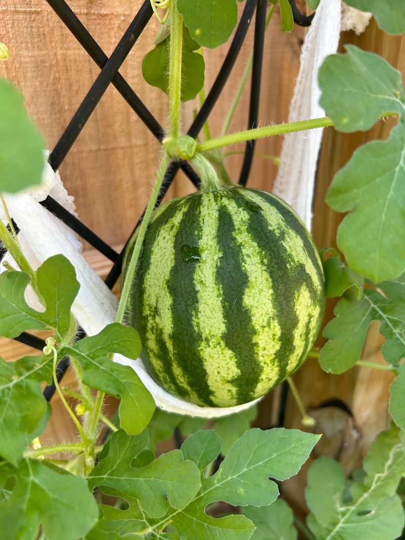 Melons Feed Fast Whitefly Buildup