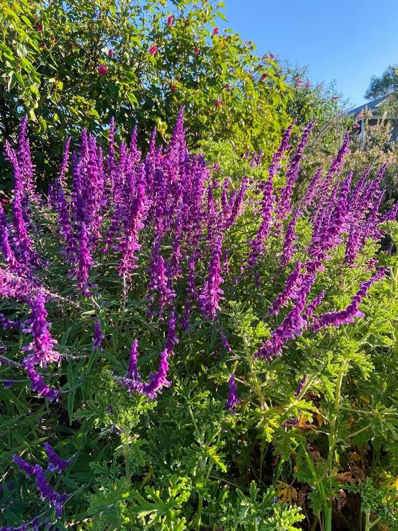 Mexican Bush Sage Attracts Pollinators With Long Lasting Flowers