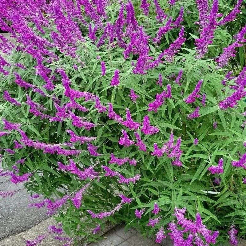 Mexican Bush Sage Mexican Bush Sage