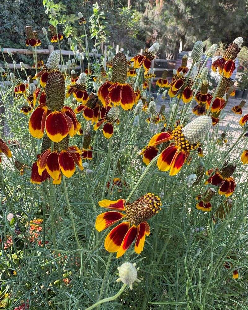 Mexican Hat Mexican Hat