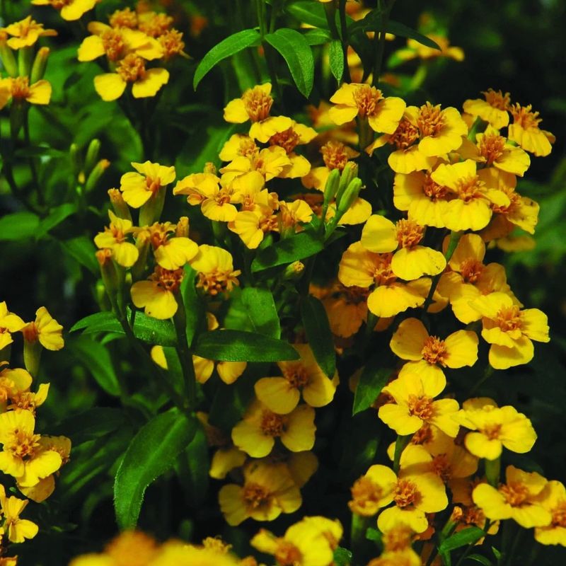 Mexican Mint Marigold