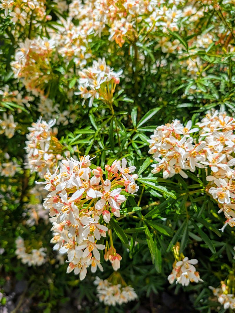 Mexican Orange Blossom Filling Out With Fragrant Leaves