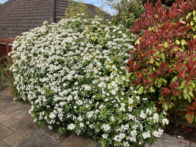 Mexican Orange Blossom Making A Dense Evergreen Screen