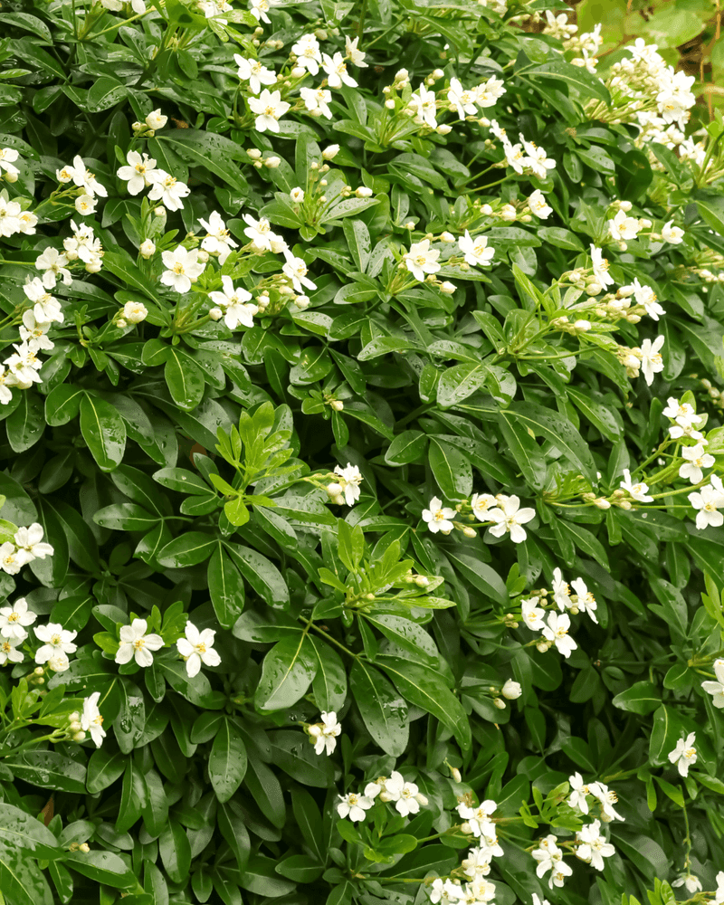 Mexican Orange Blossom Stays Neat And Fragrant Mexican Orange Blossom Stays Neat And Fragrant