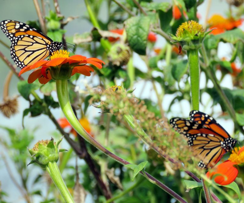 Mexican Sunflowers Draw Adult Monarchs