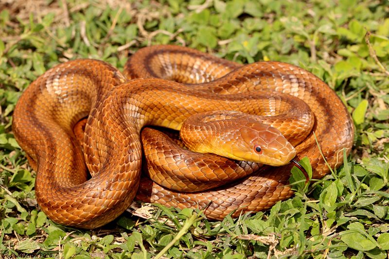 Mice Give Rat Snakes A Reason To Check The Same Spot